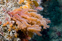 Finger Bryozoan / Sea Mat (Alcyonidium diaphanum). Channel Islands, UK, June.