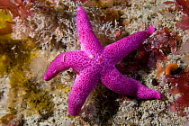 Bloody Henry Starfish (Henricia oculata). Channel Islands, UK, June.