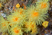 Sunset Cup / Yellow Cave Coral (Leptopsammia pruvoti) Channel Islands, UK, June.