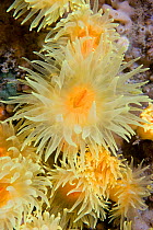 Sunset Cup / Yellow Cave Coral (Leptopsammia pruvoti). Channel Islands, UK, June.