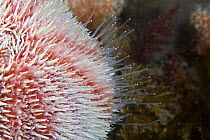 Common Sea Urchin (Echinus esculentus) close up to show hydraulic tube feet. Channel Islands, UK, June.