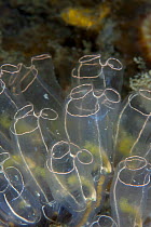 Light Bulb Sea Squirt (Clavelina lepadiformis). Channel Islands, UK, June.