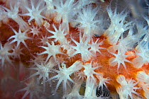 Red Fingers Soft Coral (Alcyonium glomeratum). Channel Islands, UK, June.