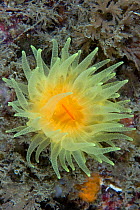 Sunset Cup / Yellow Cave Coral (Leptopsammia pruvoti). Channel Islands, UK, June.