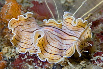 Candy-striped Flatworm (Prostheceraeus vittatus). Channel Islands, UK, June.