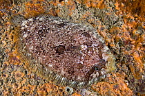 Topknot (Zeugopterus punctatus) camouflaged against habitat. Channel Islands, UK, June.
