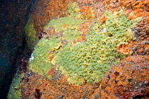 Breadcrumb Sponge (Halichondria panicea) and other encrusting sponges. Channel Islands, UK, June.