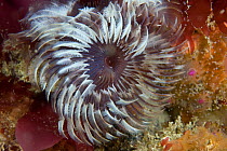 Double Spiral Worm (Bispira volutacornis). Channel Islands, UK, July.