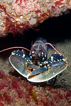 European Lobster (Homarus gammarus). Channel Islands, UK, July.