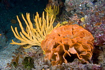 Potato Crisp Bryozoan (Pentapora foliacea / fascialis) and Staghorn Sponge (Axinella dissimilis). Channel Islands, UK, July.