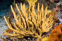 Staghorn Sponge (Axinella dissimilis). Channel Islands, UK, July.