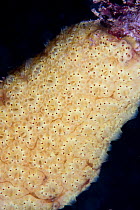 Star Sea Squirt (Botryllus schlosseri). Channel Islands, UK, July.