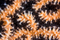 Pink Sea Fan / Warty Coral (Eunicella verrucosa). Channel Islands, UK, July.