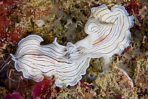 Candy-striped Flatworm (Prostheceraeus vittatus). Channel Islands, UK, July.
