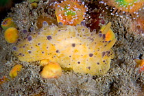 Nudibranch (Doris sticta). Channel Islands, UK, August.