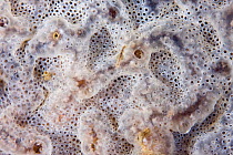 Sponge Sea Squirt (Diplosoma spongiforme). Channel Islands, UK, July.
