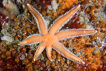 Seven Armed Starfish (Luidia ciliaris). Channel Islands, UK, July.