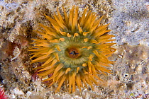 Beadlet Anemone (Actinia equina). Channel Islands, UK, July.