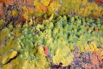 Breadcrumb Sponge (Halichondria panicea). Channel Islands, UK, July.