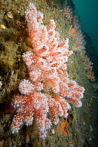 Red Fingers Soft Coral (Alcyonium glomeratum). Channel Islands, UK, July.