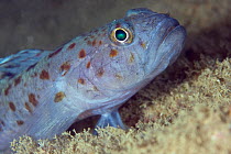 Leopard-spotted Goby (Thorogobius ephippiatus). Channel Islands, UK, August.