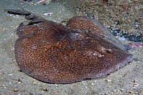 Electric Ray (Torpedo marmorata). Channel Islands, UK, August.