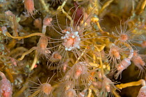 Oaten Pipe Hydroid (Tubularia indivisa). Channel Islands, UK, August.