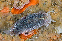 Nudibranch (Aeolidia papillosa). Channel Islands, UK, August.
