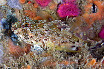 Sea Scorpion (Taurulus bubalis). Channel Islands, UK, August.
