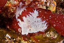 Frosty Sea Mat Bryozoan (Electra pilosa). Channel Islands, UK, August.