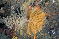 Sprial Worm / Feather Duster Worm (Sabella spallanzanii). Channel Islands, UK, August.