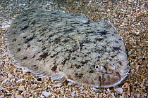 Dover Sole (Solea solea) with Ichthyobdellid leeches. Channel Islands, UK, August.