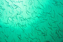 A shoal of Sand Eels (Ammodytes tobianus) against surface light. Channel Islands, UK, August.