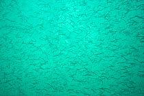A shoal of Sand Eels (Ammodytes tobianus) against surface light. Channel Islands, UK, August.