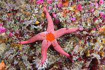 Bloody Henry Starfish (Henricia oculata). Channel Islands, UK, August.