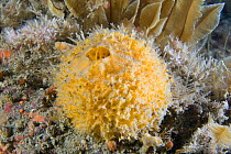 Gold Ball Sponge (Tethya citrina). Channel Islands, UK, August.