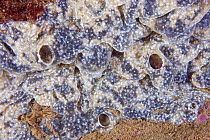 Sponge Sea Squirt (Diplosoma spongiforme). Channel Islands, UK, August.