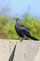 Redwinged Starling (Onychognathus morio) female. De Hoop Nature Reserve, Western Cape, South Africa, January.