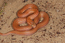 Brown House Snake (Lamprophis capensis) pale coloured juvenile. Little Karoo, Western Cape, South Africa, January.