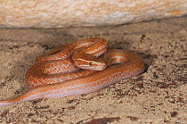 Brown House Snake (Lamprophis capensis) light coloured juvenile. Little Karoo, Western Cape, South Africa, January.