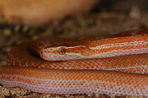 Brown House Snake (Lamprophis capensis) light coloured individual. Little Karoo, Western Cape, South Africa, January.