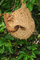 Rhombic Egg-eating Snake (Dasypeltis scabra) in nest of Cape Weaver bird (Poceus capensis). Little Karoo, Western Cape, South Africa, January.