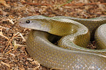 Olive House Snake (Lamprophis inornatus) adult female. Little Karoo, Western Cape, South Africa, January.