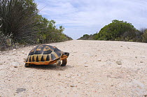 Angulate Tortoise (Chersina angulata) about to cross a road. De Hoop Nature Reserve, Western Cape, South Africa, February.