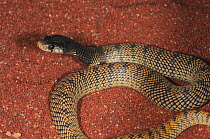 Namib Coral Snake (Aspidelaps lubricus cowlesi). Aus, Namibia, January.