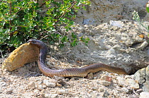 Cape Cobra (Naja nivea) basking outside burrow. De Hoop Nature Reserve, Western Cape, South Africa, February.