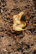 Scorpion (Uroplectes lineatus / carinatus) female carrying hatchlings on its back; a rare example of parental care in invertebrates. De Hoop Nature Reserve, Western Cape, South Africa, January.