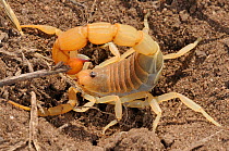 Fat-tailed Scorpion (Parabuthus planicauda) with tail raised. De Hoop Nature Reserve, Western Cape, South Africa, January.