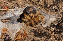 Baboon Spider (Harpactirella sp,) in web. De Hoop Western Cape, South Africa, January.