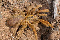 Baboon Spider (Harpactirella sp.). De Hoop Nature Reserve, Western Cape, South Africa, January.